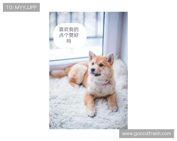 狗界姚明